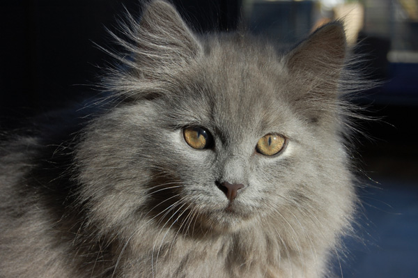 Donna mit 12 Wochen.jpg